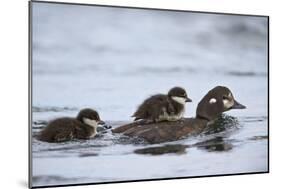 Harlequin Duck (Histrionicus Histrionicus) Duckling Riding on its Mother's Back-James-Mounted Photographic Print