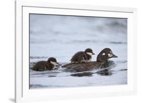 Harlequin Duck (Histrionicus Histrionicus) Duckling Riding on its Mother's Back-James-Framed Photographic Print