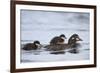 Harlequin Duck (Histrionicus Histrionicus) Duckling Riding on its Mother's Back-James-Framed Photographic Print