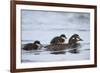 Harlequin Duck (Histrionicus Histrionicus) Duckling Riding on its Mother's Back-James-Framed Photographic Print