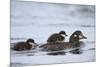 Harlequin Duck (Histrionicus Histrionicus) Duckling Riding on its Mother's Back-James-Mounted Photographic Print