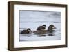 Harlequin Duck (Histrionicus Histrionicus) Duckling Riding on its Mother's Back-James-Framed Photographic Print