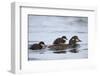 Harlequin Duck (Histrionicus Histrionicus) Duckling Riding on its Mother's Back-James-Framed Photographic Print