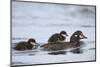 Harlequin Duck (Histrionicus Histrionicus) Duckling Riding on its Mother's Back-James-Mounted Photographic Print