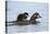 Harlequin Duck (Histrionicus Histrionicus) Duckling Riding-James Hager-Stretched Canvas