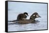 Harlequin Duck (Histrionicus Histrionicus) Duckling Riding-James Hager-Framed Stretched Canvas