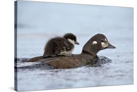 Harlequin Duck (Histrionicus Histrionicus) Duckling Riding-James Hager-Stretched Canvas
