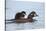 Harlequin Duck (Histrionicus Histrionicus) Duckling Riding-James Hager-Stretched Canvas