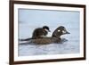 Harlequin Duck (Histrionicus Histrionicus) Duckling Riding-James Hager-Framed Photographic Print