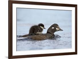 Harlequin Duck (Histrionicus Histrionicus) Duckling Riding-James Hager-Framed Photographic Print