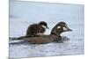Harlequin Duck (Histrionicus Histrionicus) Duckling Riding-James Hager-Mounted Photographic Print