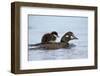 Harlequin Duck (Histrionicus Histrionicus) Duckling Riding-James Hager-Framed Photographic Print