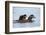 Harlequin Duck (Histrionicus Histrionicus) Duckling Riding-James Hager-Framed Photographic Print