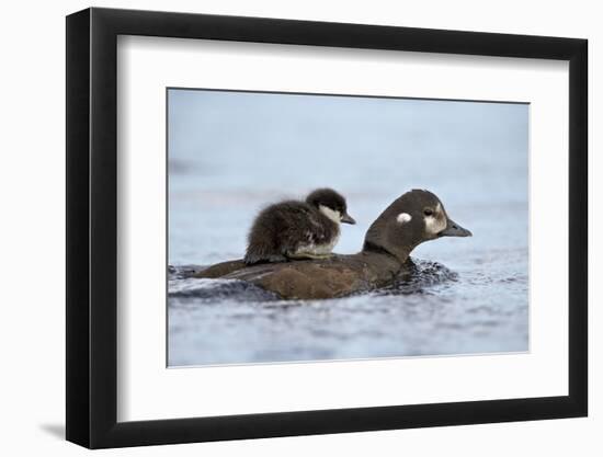 Harlequin Duck (Histrionicus Histrionicus) Duckling Riding-James Hager-Framed Photographic Print