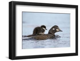 Harlequin Duck (Histrionicus Histrionicus) Duckling Riding-James Hager-Framed Photographic Print