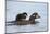 Harlequin Duck (Histrionicus Histrionicus) Duckling Riding-James Hager-Mounted Photographic Print