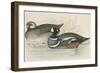 Harlequin Duck-Beverley R. Morris-Framed Giclee Print