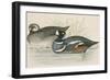 Harlequin Duck-Beverley R. Morris-Framed Giclee Print