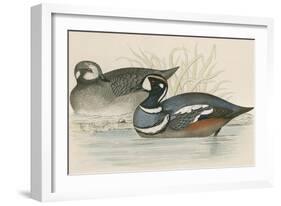 Harlequin Duck-Beverley R. Morris-Framed Giclee Print