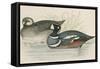 Harlequin Duck-Beverley R. Morris-Framed Stretched Canvas