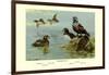 Harlequin Duck-Allan Brooks-Framed Art Print