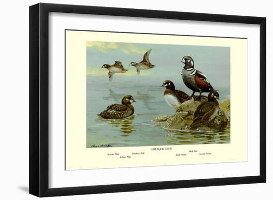 Harlequin Duck-Allan Brooks-Framed Art Print