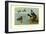 Harlequin Duck-Allan Brooks-Framed Art Print