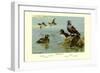 Harlequin Duck-Allan Brooks-Framed Art Print