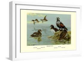 Harlequin Duck-Allan Brooks-Framed Art Print