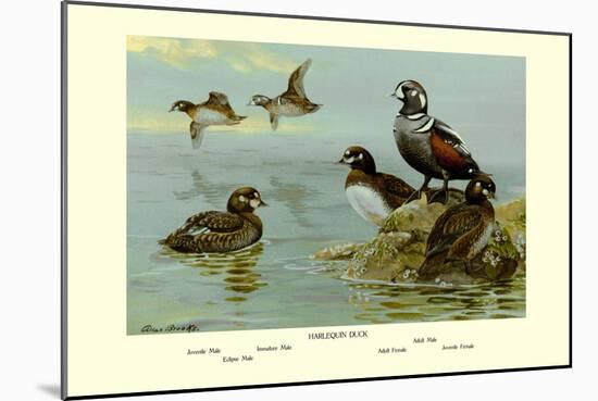 Harlequin Duck-Allan Brooks-Mounted Art Print