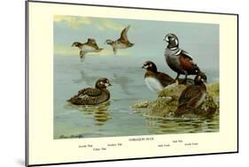 Harlequin Duck-Allan Brooks-Mounted Art Print