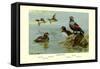 Harlequin Duck-Allan Brooks-Framed Stretched Canvas