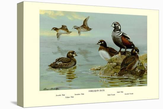 Harlequin Duck-Allan Brooks-Stretched Canvas