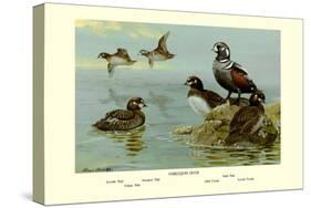 Harlequin Duck-Allan Brooks-Stretched Canvas