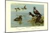 Harlequin Duck-Allan Brooks-Mounted Premium Giclee Print