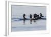 Harlequin Ducks-Ken Archer-Framed Photographic Print