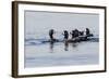 Harlequin Ducks-Ken Archer-Framed Photographic Print