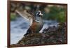 Harlequin Ducks-Ken Archer-Framed Photographic Print