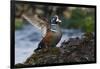 Harlequin Ducks-Ken Archer-Framed Photographic Print