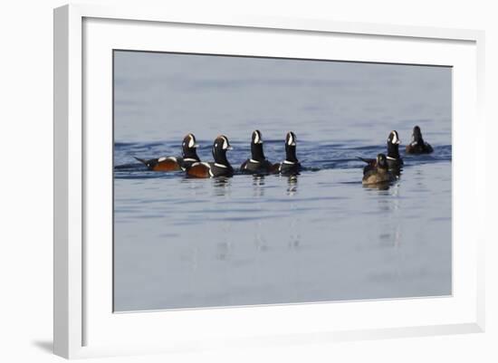 Harlequin Ducks-Ken Archer-Framed Photographic Print