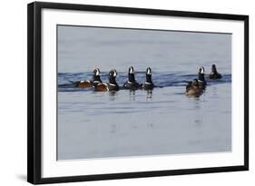 Harlequin Ducks-Ken Archer-Framed Photographic Print