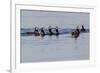 Harlequin Ducks-Ken Archer-Framed Photographic Print