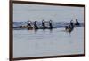 Harlequin Ducks-Ken Archer-Framed Photographic Print