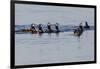 Harlequin Ducks-Ken Archer-Framed Photographic Print