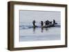 Harlequin Ducks-Ken Archer-Framed Photographic Print