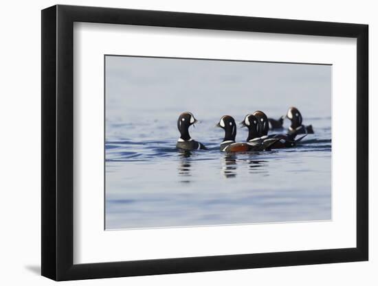 Harlequin Ducks-Ken Archer-Framed Photographic Print