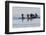 Harlequin Ducks-Ken Archer-Framed Photographic Print