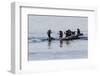 Harlequin Ducks-Ken Archer-Framed Photographic Print