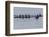 Harlequin Ducks-Ken Archer-Framed Photographic Print