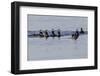 Harlequin Ducks-Ken Archer-Framed Photographic Print